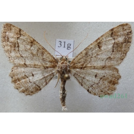 Paradarisa consonaria (Hübner, 1799) female Przylepek zgodniak Czech31g